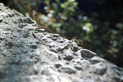 Eidechsen auf der Insel Susak