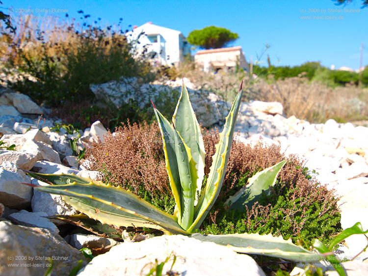 Botanischer Garten Mali Losinj / Kroatien