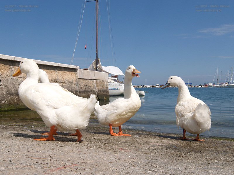 Gnse in Malinska auf der Insel Krk