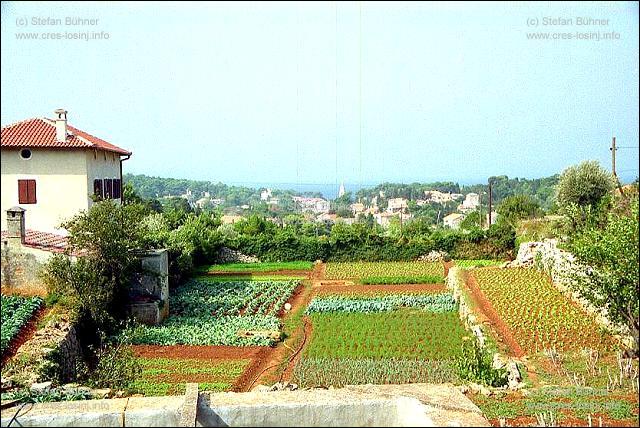 "Landwirtschaft" in Veli Losinj
