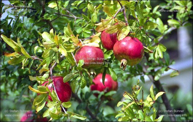 Granatpfel in einem Garten in Mali Losinj