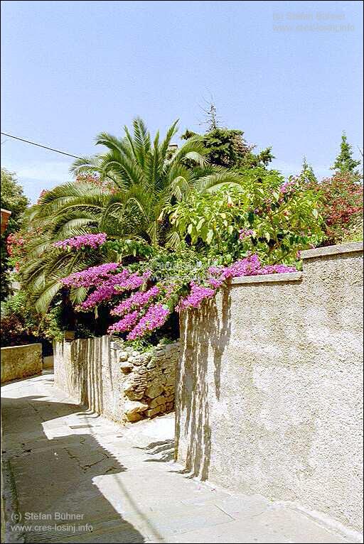 Palmen und Oleander in den Gassen von Mali Losinj