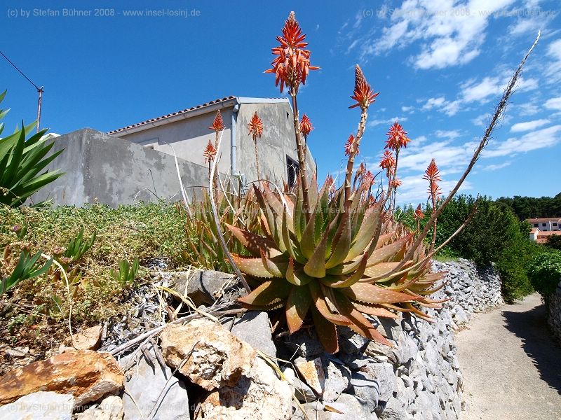 Blumenpracht im Fr�hjahr auf der Insel Losinj